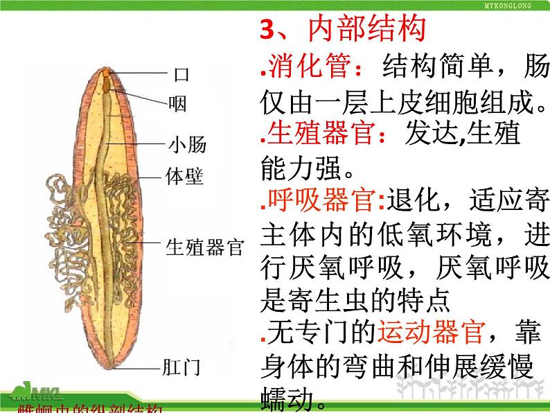 人教版八年级生物上册 5.1.2 线形动物和环节动物 课件03