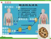 人教版八年级生物上册 5.1.2 线形动物和环节动物 课件