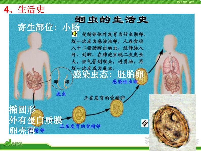 人教版八年级生物上册 5.1.2 线形动物和环节动物 课件04