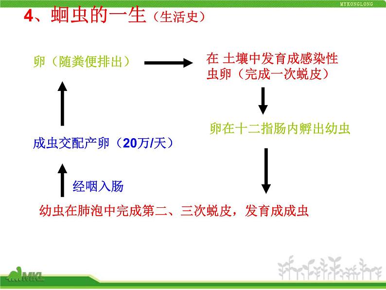 人教版八年级生物上册 5.1.2 线形动物和环节动物 课件05