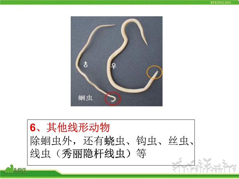 人教版八年级生物上册 5.1.2 线形动物和环节动物 课件07