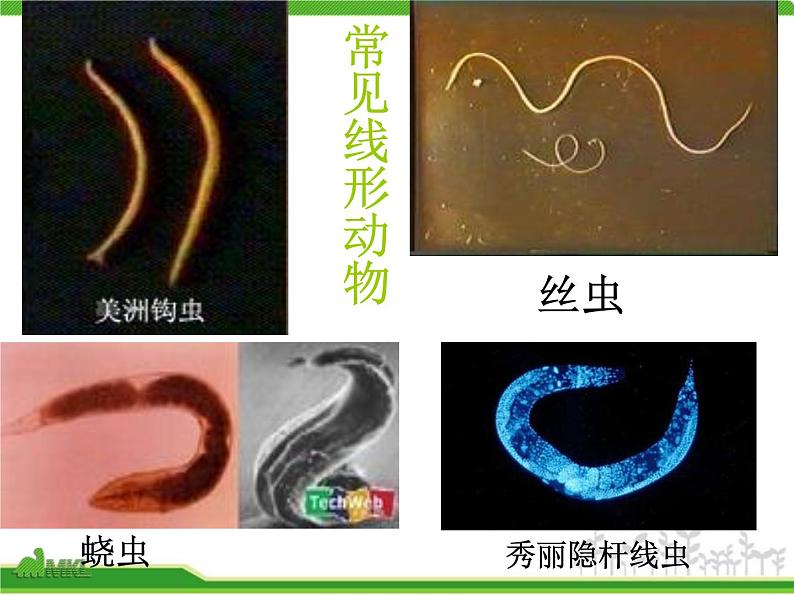 人教版八年级生物上册 5.1.2 线形动物和环节动物 课件08