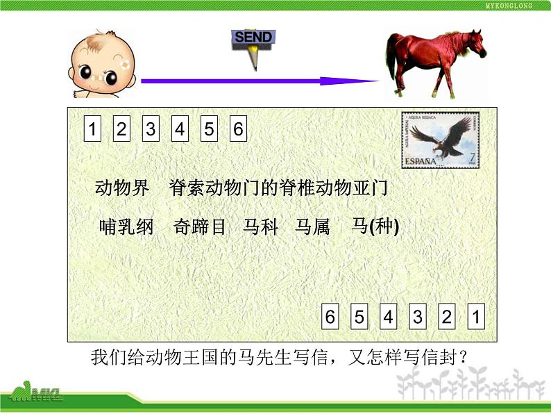 人教版八年级生物上册 6.1.2 从种到界 课件第6页