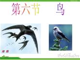 人教版八年级生物上册 5.1.6 鸟 课件