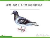 人教版八年级生物上册 5.1.6 鸟 课件