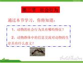 人教版八年级生物上册 5.2.3 社会行为 课件