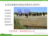 人教版八年级生物上册 5.2.3 社会行为 课件