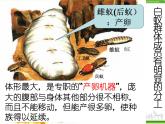 人教版八年级生物上册 5.2.3 社会行为 课件
