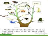 人教版八年级生物上册 5.1.1 腔肠动物和扁形动物 课件