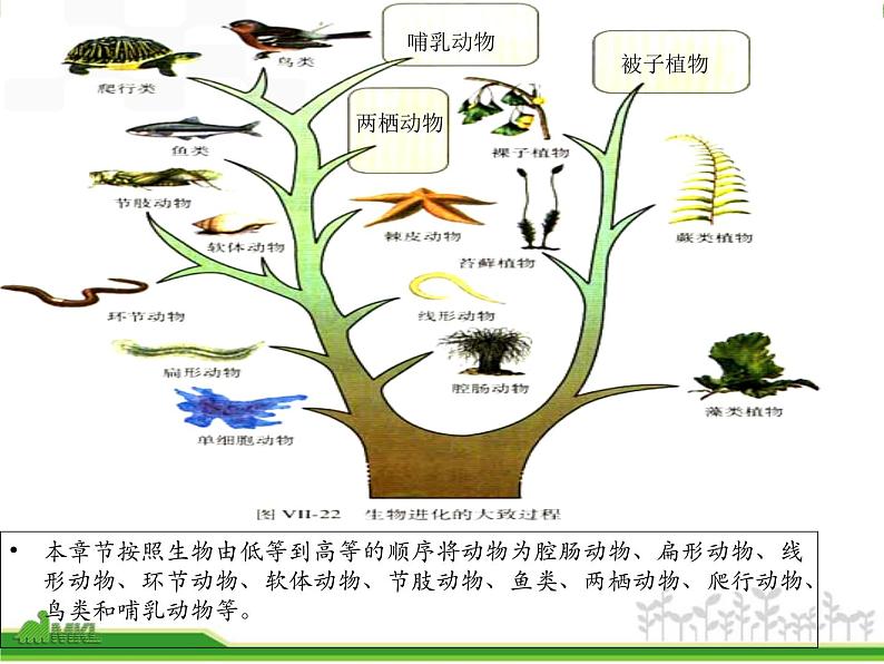 人教版八年级生物上册 5.1.1 腔肠动物和扁形动物 课件02