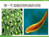 人教版八年级生物上册 5.1.1 腔肠动物和扁形动物 课件