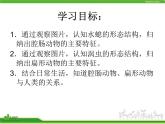 人教版八年级生物上册 5.1.1 腔肠动物和扁形动物 课件