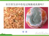 细菌和真菌的分布PPT课件免费下载