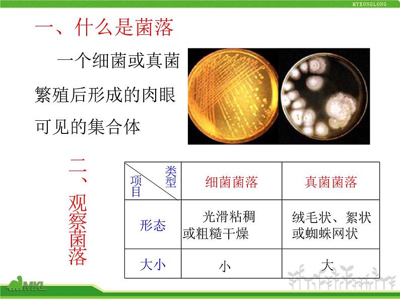 人教版八年级生物上册 5.4.1 细菌和真菌的分布 课件第6页