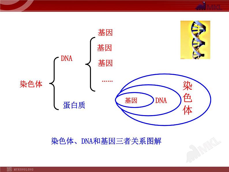 初中生物多媒体教学课件：第7单元 第2章 第2节 基因在亲子代间的传递（人教版八年级下册）08