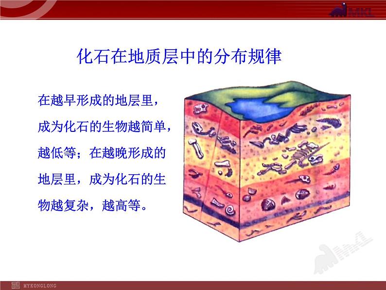 初中生物多媒体教学课件：第7单元 第3章 第2节 生物进化的历程（人教版八年级下册）06