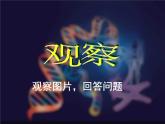 人教版八年级生物下册 7-2 第1节 基因控制生物的性状  课件