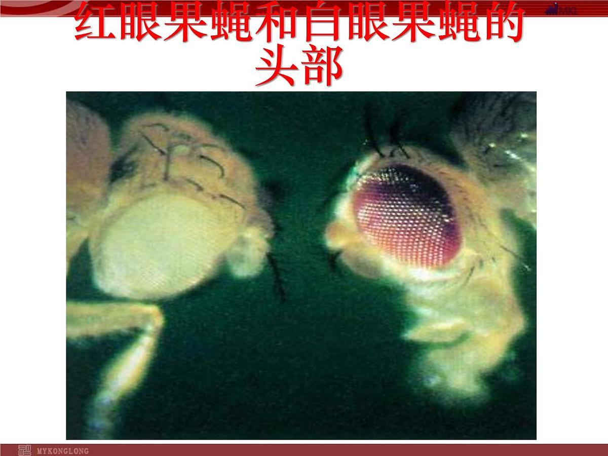 人教版八年级生物下册 7-2 第5节生物的变异 课件第4页