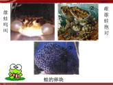 人教版八年级下册 生物：7.1.3 两栖动物的生殖和发育 课件 课件