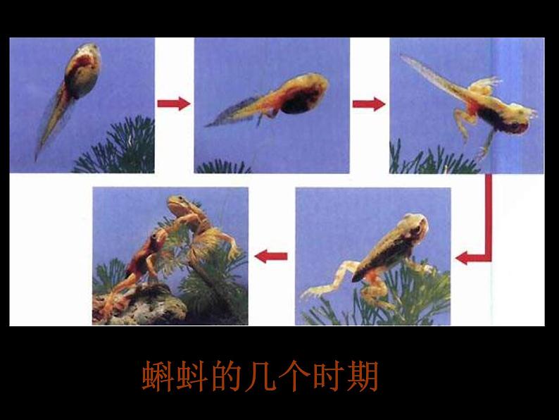 人教版八年级下册 生物：7.1.3 两栖动物的生殖和发育 课件 课件07