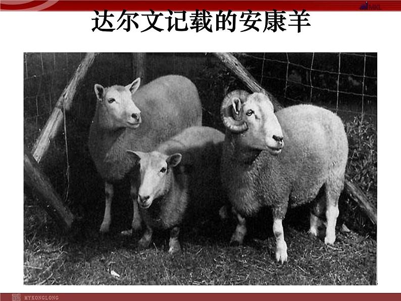 人教版八年级下册 生物：7.2.4 生物的变异 课件第8页