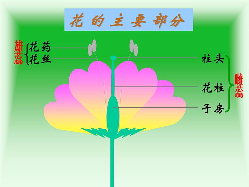 人教版八年级生物下册 7-1 第1节植物的生殖 课件第3页