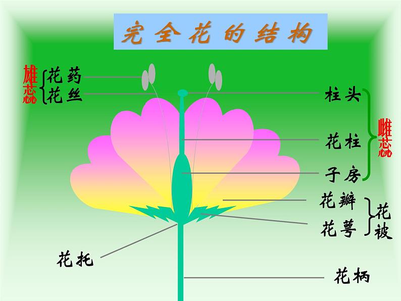 人教版八年级生物下册 7-1 第1节植物的生殖 课件第6页