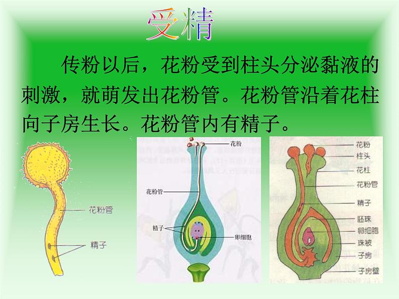 人教版八年级生物下册 7-1 第1节植物的生殖 课件第8页