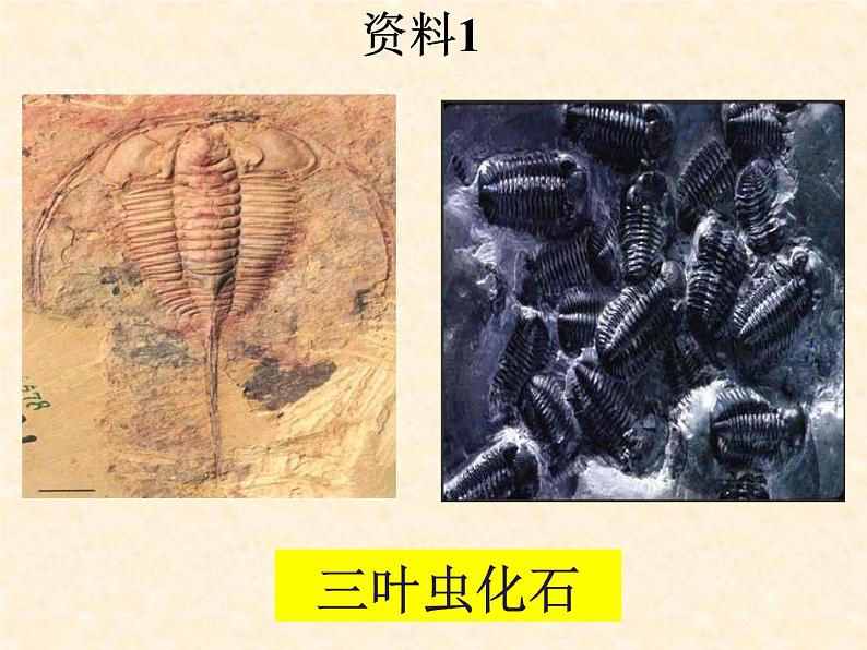 人教版八年级下册 生物：7.3.2 生物进化的历程  课件04