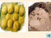 人教版八年级下册 生物：7.3.2 生物进化的历程  课件