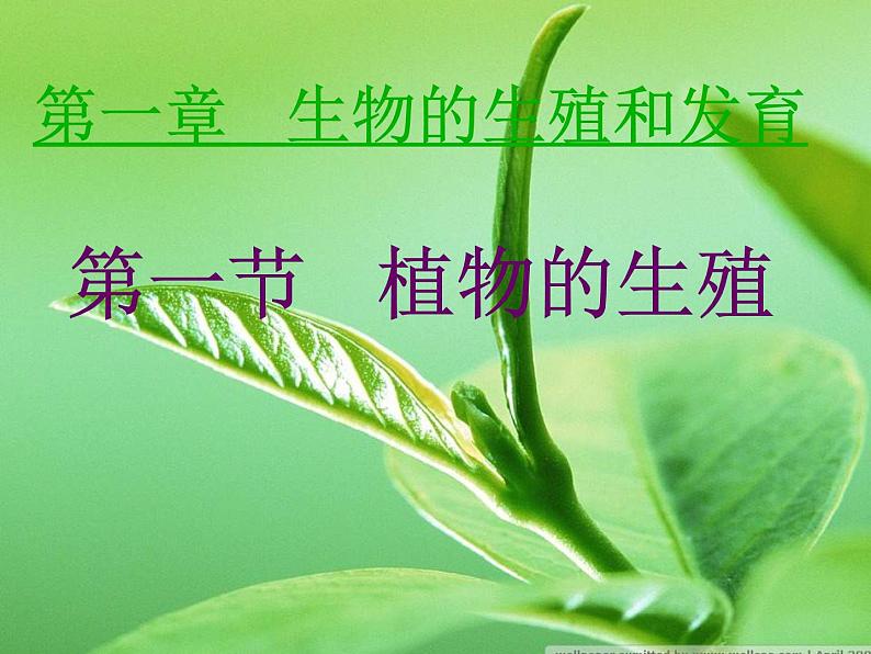 人教版八年级下册 生物：7.1.1 植物的生殖和发育 课件第1页