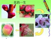 人教版八年级下册 生物：7.1.1 植物的生殖和发育 课件