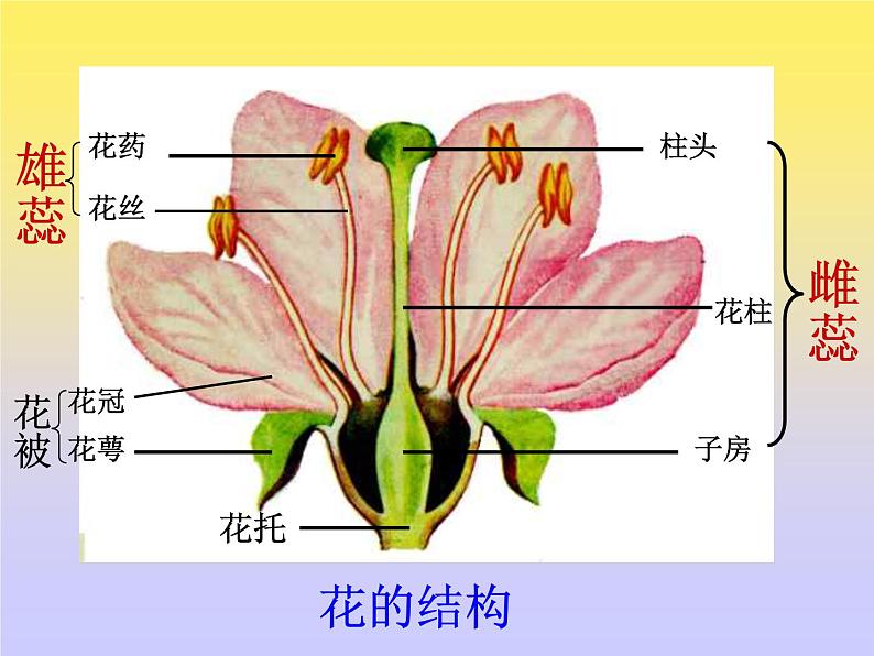 人教版八年级下册 生物：7.1.1 植物的生殖和发育 课件第4页