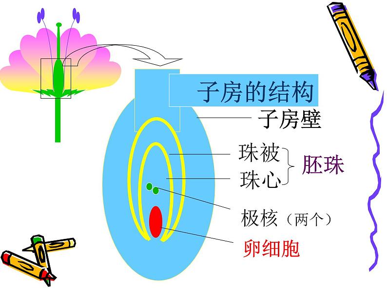 人教版八年级下册 生物：7.1.1 植物的生殖和发育 课件第5页