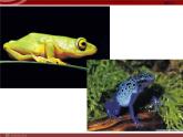 人教版八年级生物下册 7-1 第3节 两栖动物的生殖和发育 课件