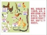 人教版八年级下册 生物：7.3.3 生物进化的原因 课件 课件