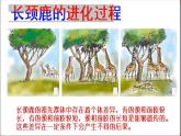人教版八年级下册 生物：7.3.3 生物进化的原因 课件 课件