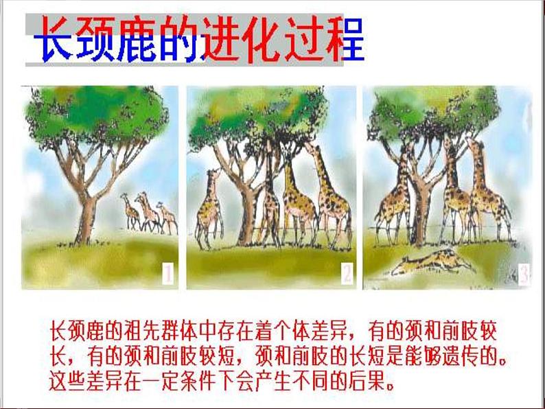 人教版八年级下册 生物：7.3.3 生物进化的原因 课件 课件05