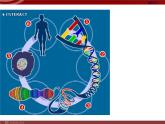 人教版八年级下册 生物：7.2.4 人的性别遗传 课件 课件