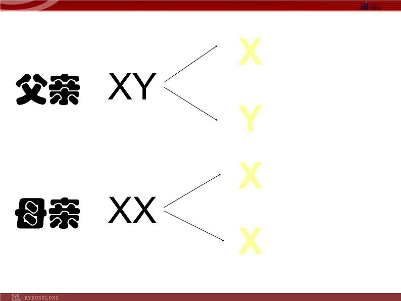 人教版八年级下册 生物：7.2.4 人的性别遗传 课件 课件第8页