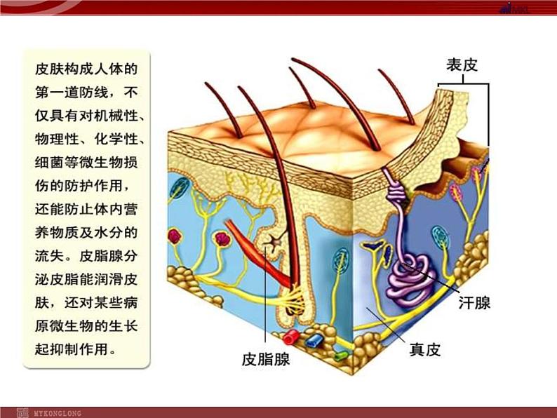 人教版八年级下册 生物：8.1.2 免疫与计划免疫 课件 课件第8页