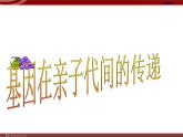 人教版八年级下册 生物：7.2.2 基因在亲子代间的传递 课件 课件