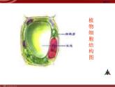 人教版八年级下册 生物：7.2.2 基因在亲子代间的传递 课件 课件