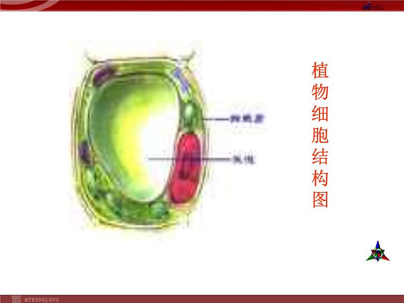 人教版八年级下册 生物：7.2.2 基因在亲子代间的传递 课件 课件03