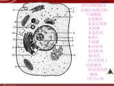 人教版八年级下册 生物：7.2.2 基因在亲子代间的传递 课件 课件