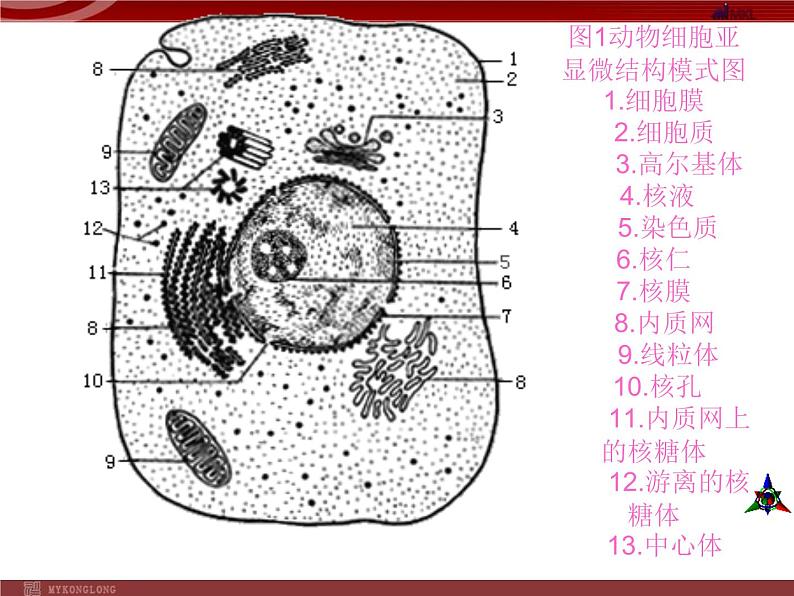 人教版八年级下册 生物：7.2.2 基因在亲子代间的传递 课件 课件04