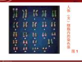 人教版八年级下册 生物：7.2.2 基因在亲子代间的传递 课件 课件