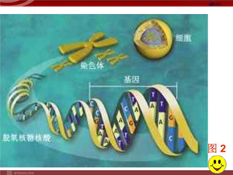 人教版八年级下册 生物：7.2.2 基因在亲子代间的传递 课件 课件06