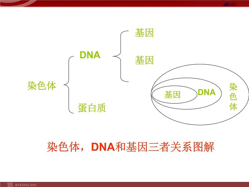 人教版八年级下册 生物：7.2.2 基因在亲子代间的传递 课件 课件07