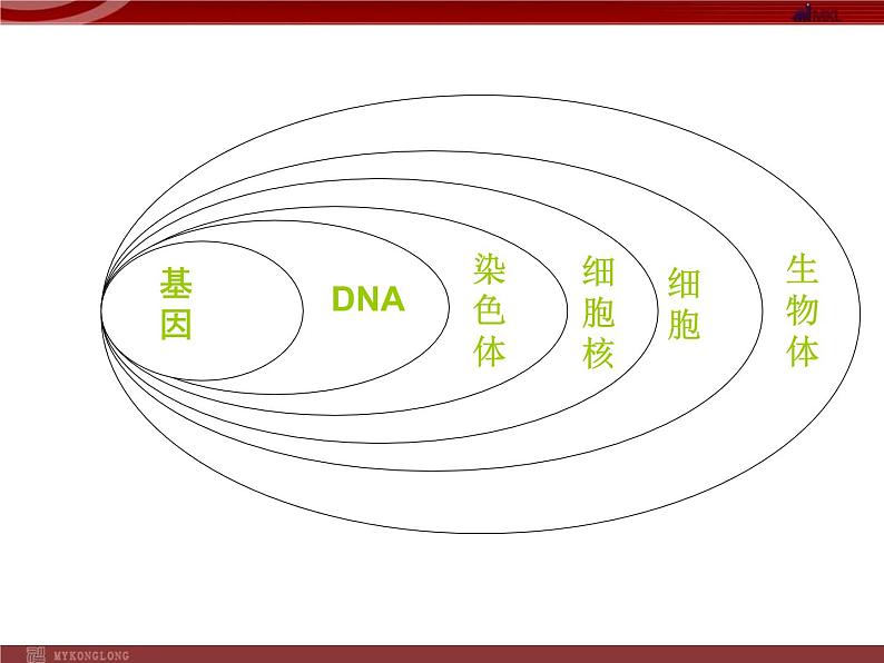 人教版八年级下册 生物：7.2.2 基因在亲子代间的传递 课件 课件08